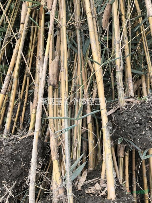 2020年琴丝竹低价处理.琴丝竹价低出售.高度2-3米