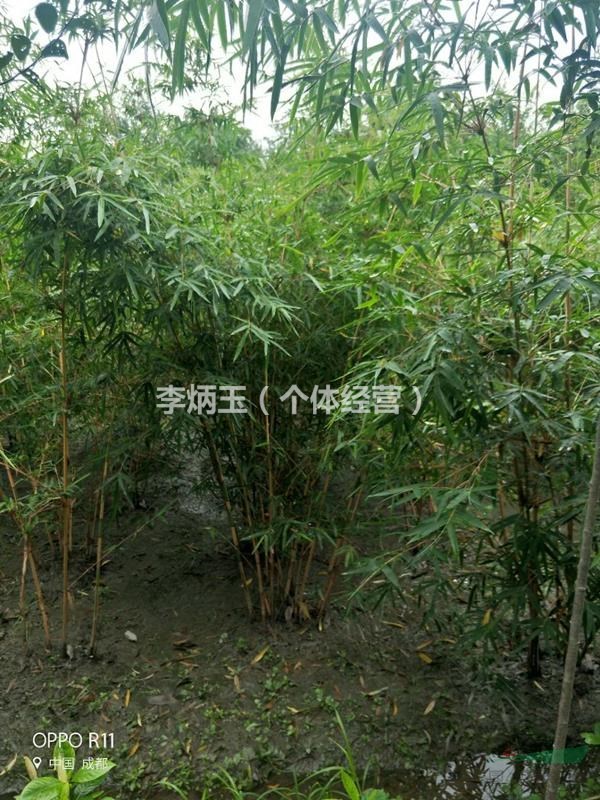 2020年琴丝竹低价处理.琴丝竹价低出售.高度2-3米