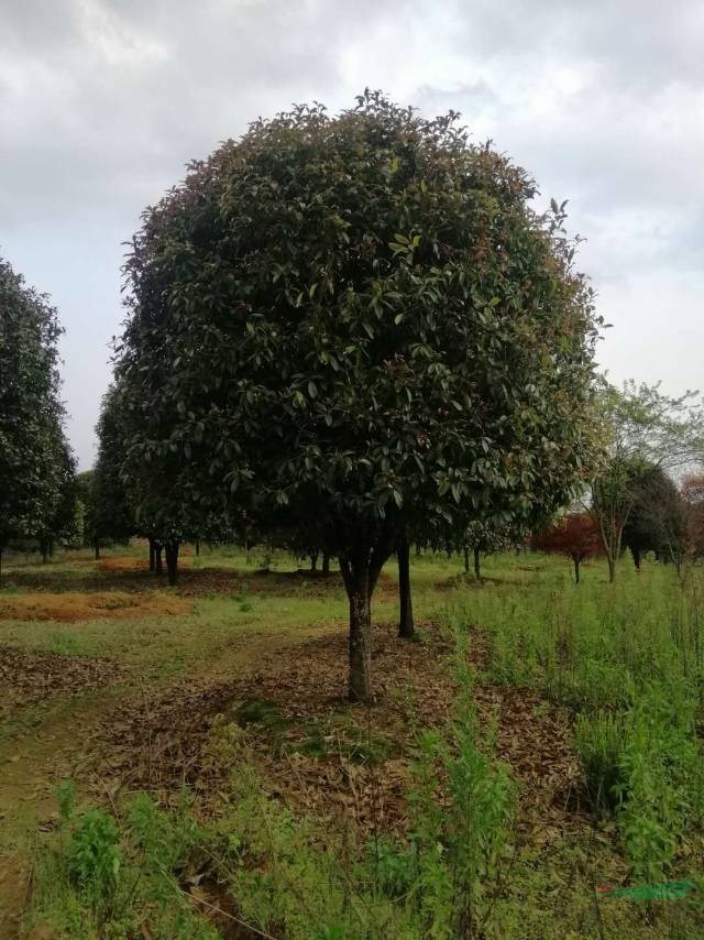 廣西桂花價格便宜廣西有專業(yè)的桂花生產(chǎn)基地大量批發(fā)各種規(guī)格桂花