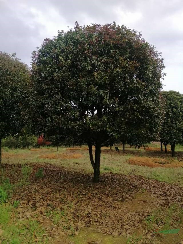 廣西桂花價格便宜廣西有專業(yè)的桂花生產(chǎn)基地大量批發(fā)各種規(guī)格桂花