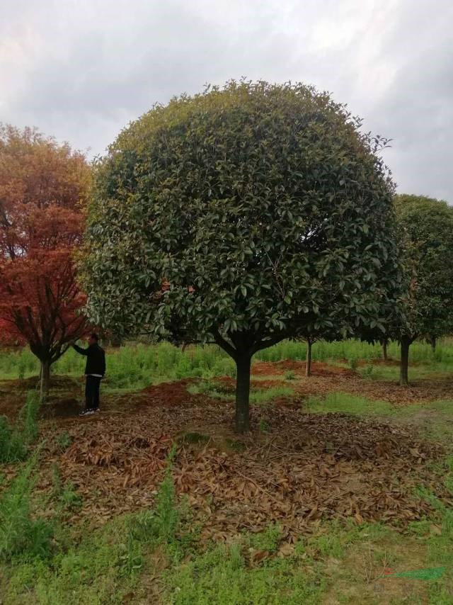 全冠桂花批發(fā)價格便宜 買桂花樹到桂林 精品大規(guī)格桂花便宜 常