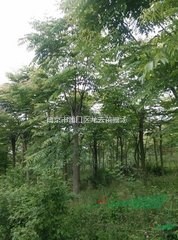 苗圃直銷10公分欒樹價格 15公分欒樹精品苗價格