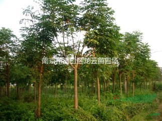 苗圃直銷10公分欒樹價格 15公分欒樹精品苗價格