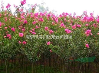 湯泉自產(chǎn)自銷5公分紫薇價格 6公分7公分紫薇價格