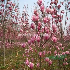 今年苗圃3公分紅玉蘭大量低價銷售 5公分紅玉蘭價格