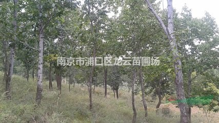 南京湯泉15公分杜仲原生苗價(jià)格 20公分杜仲價(jià)格