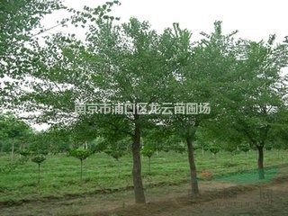 南京湯泉15公分杜仲原生苗價(jià)格 20公分杜仲價(jià)格