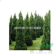 提供2米3米龍柏價格 南京龍柏產(chǎn)地