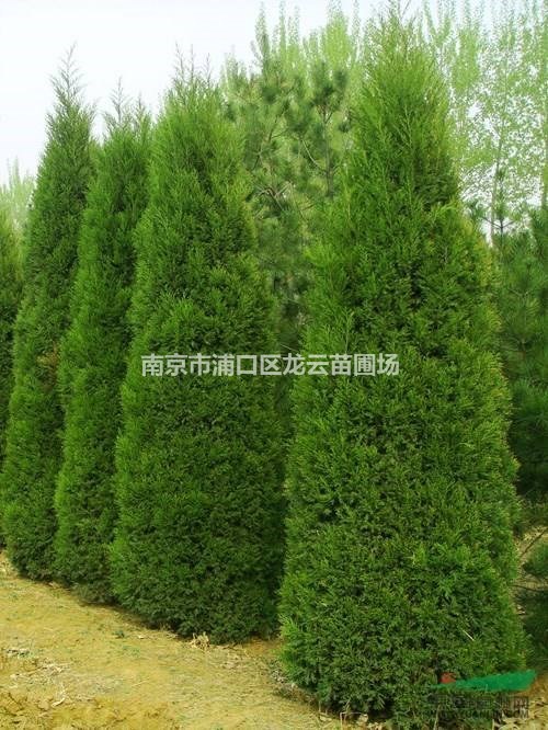 江蘇南京1.5米1.6米2米高蜀檜價(jià)格 苗圃大量供應(yīng)