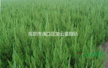 江蘇南京1.5米1.6米2米高蜀檜價(jià)格 苗圃大量供應(yīng)