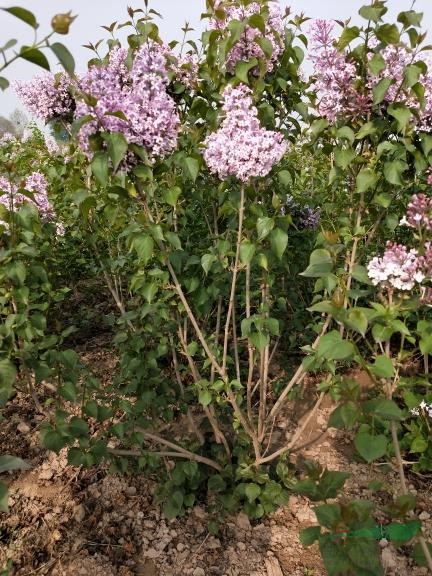 紫丁香花/丁香價(jià)格/紫丁香種子/丁香小苗