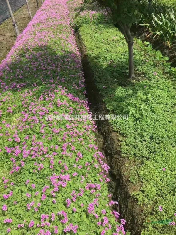 杭州大量出售紅花醡漿草