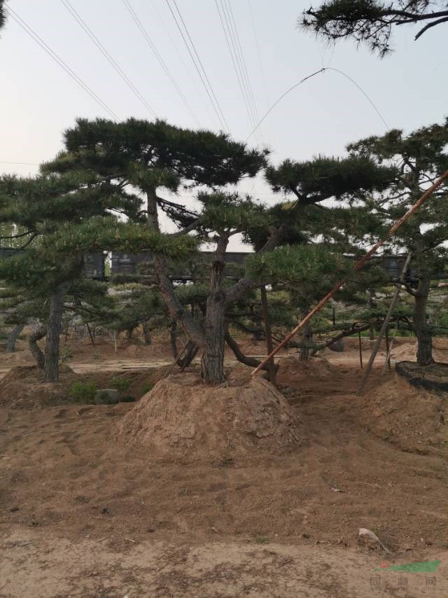 各種規(guī)格造型松景觀松迎客松