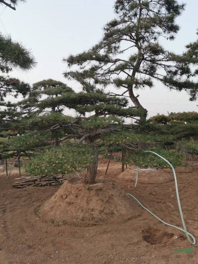 各種規(guī)格造型松景觀松迎客松