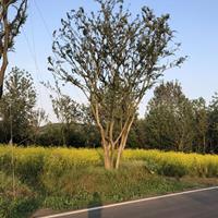優質特價叢生樸樹 安徽叢生樸樹價格 滁州叢生樸樹產地直銷