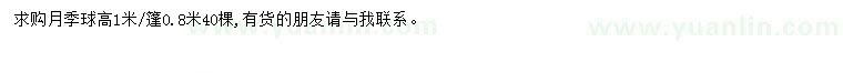 求購1米月季球