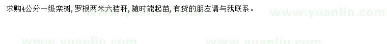 求購4公分欒樹