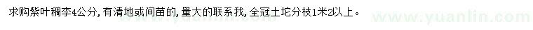 求購4公分紫葉稠李