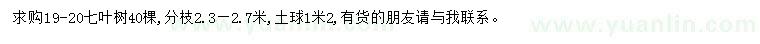 求購19-20公分七葉樹