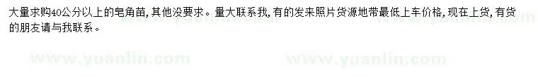 求購(gòu)40公分以上皂角
