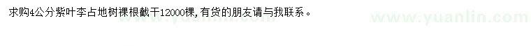 求購求購4公分紫葉李