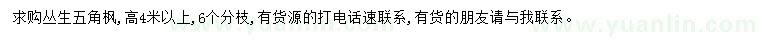 求購高4米以上五角楓