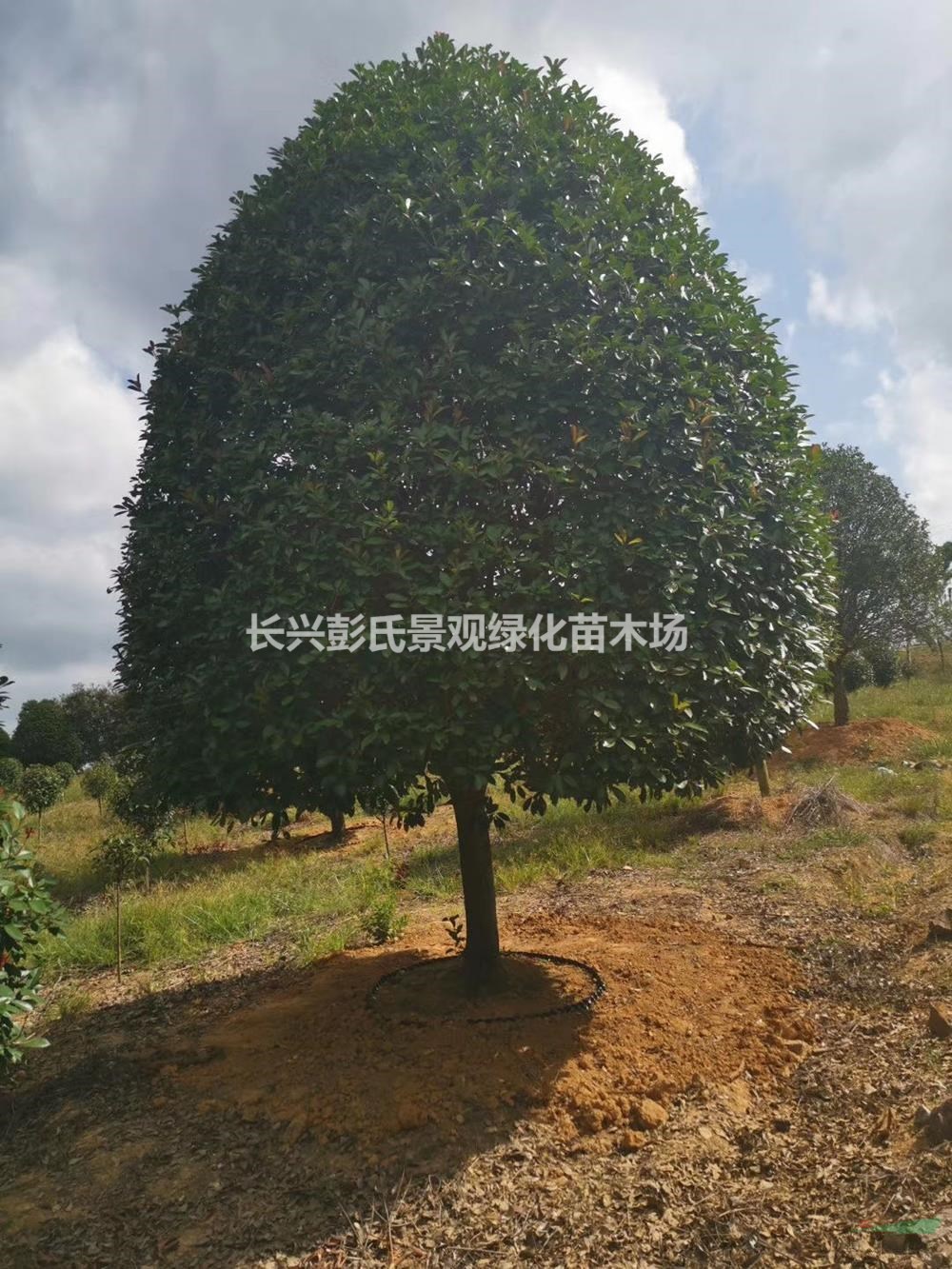 浙江红叶石楠 湖州红叶石楠 长兴红叶石楠哪里好/哪家便宜