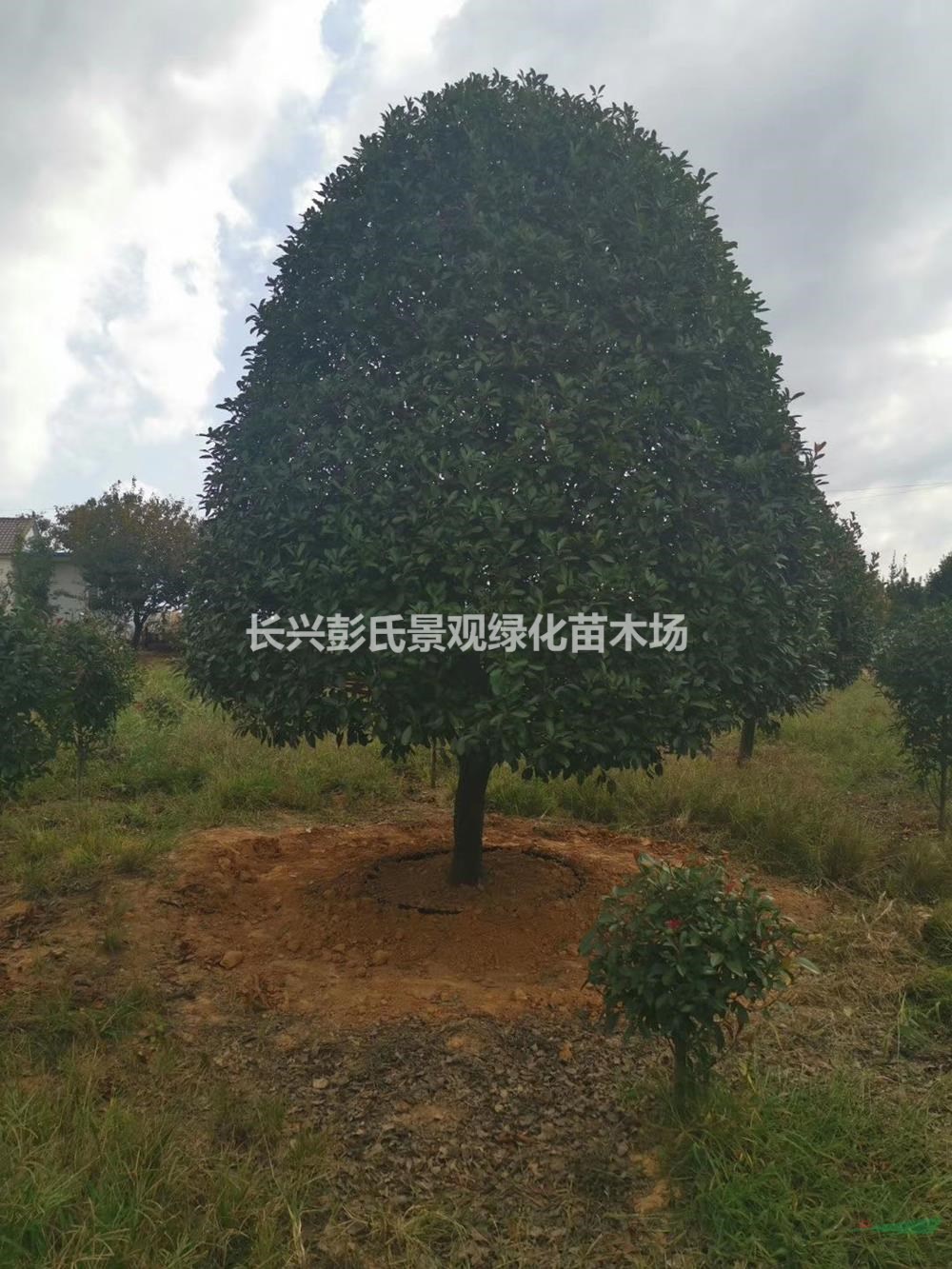 浙江红叶石楠 湖州红叶石楠 长兴红叶石楠哪里好/哪家便宜