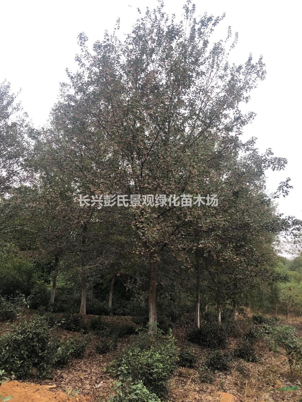 浙江供應三角楓 湖州三角楓價格 長興三角楓規格齊全