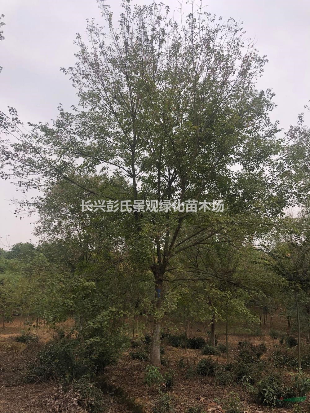 浙江供應三角楓 湖州三角楓價格 長興三角楓規格齊全