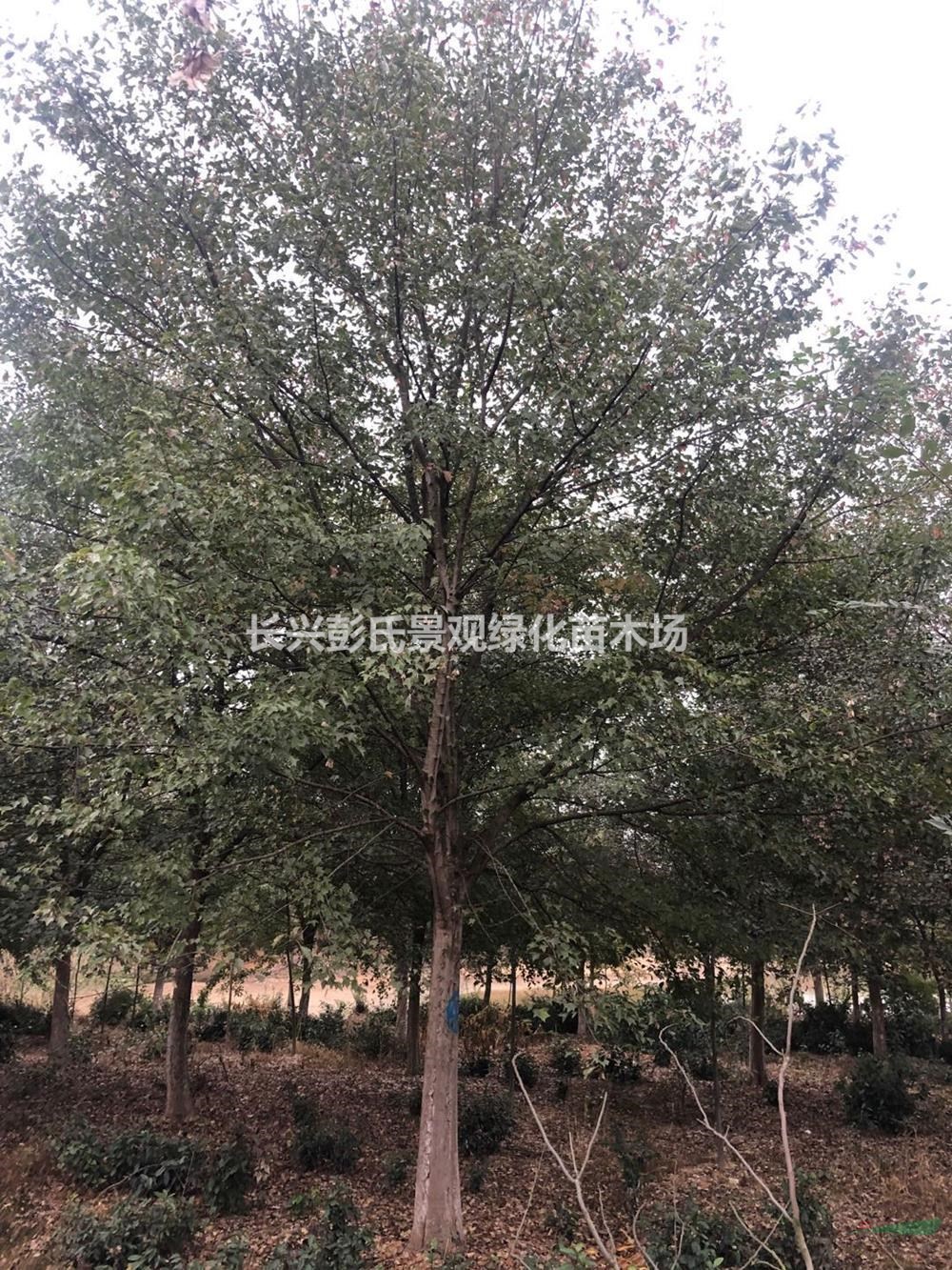浙江供應三角楓 湖州三角楓價格 長興三角楓規格齊全