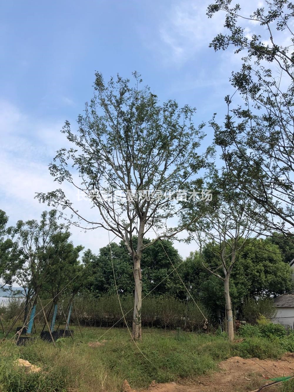 優(yōu)質(zhì)特價(jià)樸樹 浙江樸樹 湖州樸樹 長(zhǎng)興樸樹低價(jià)出售產(chǎn)地直銷