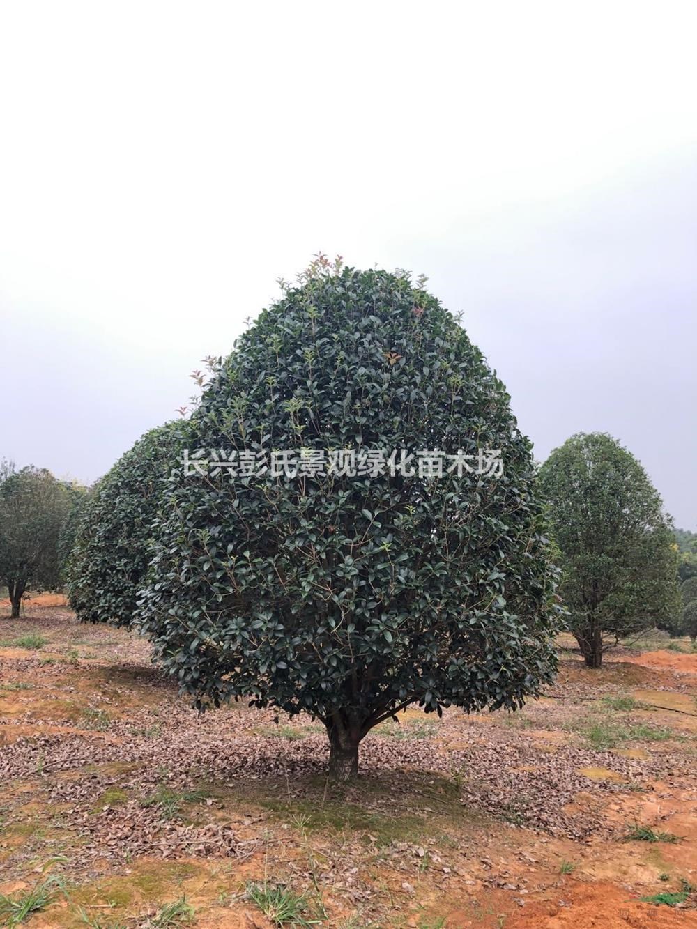 2020年浙江桂花樹 浙江桂花樹 湖州桂花 長興桂花基地新報(bào)價(jià)