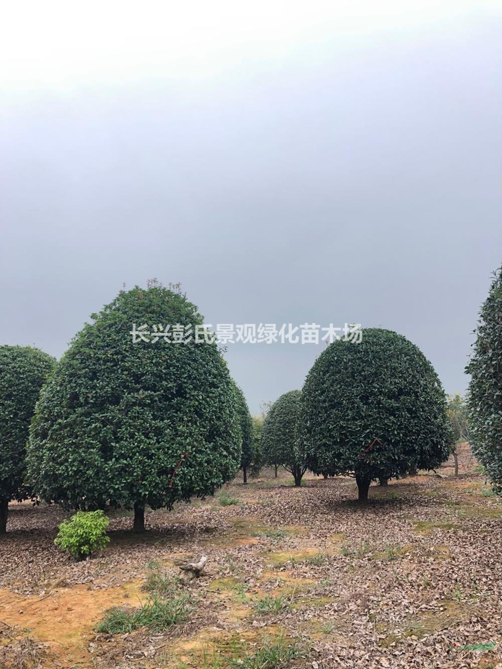 2020年浙江桂花樹 浙江桂花樹 湖州桂花 長興桂花基地新報(bào)價(jià)