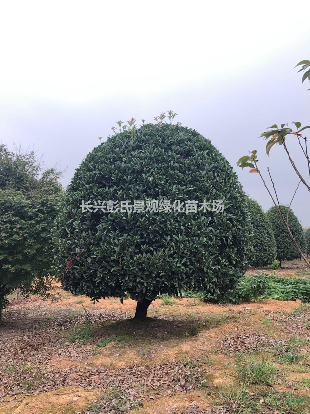 2020年浙江桂花樹 浙江桂花樹 湖州桂花 長興桂花基地新報(bào)價(jià)