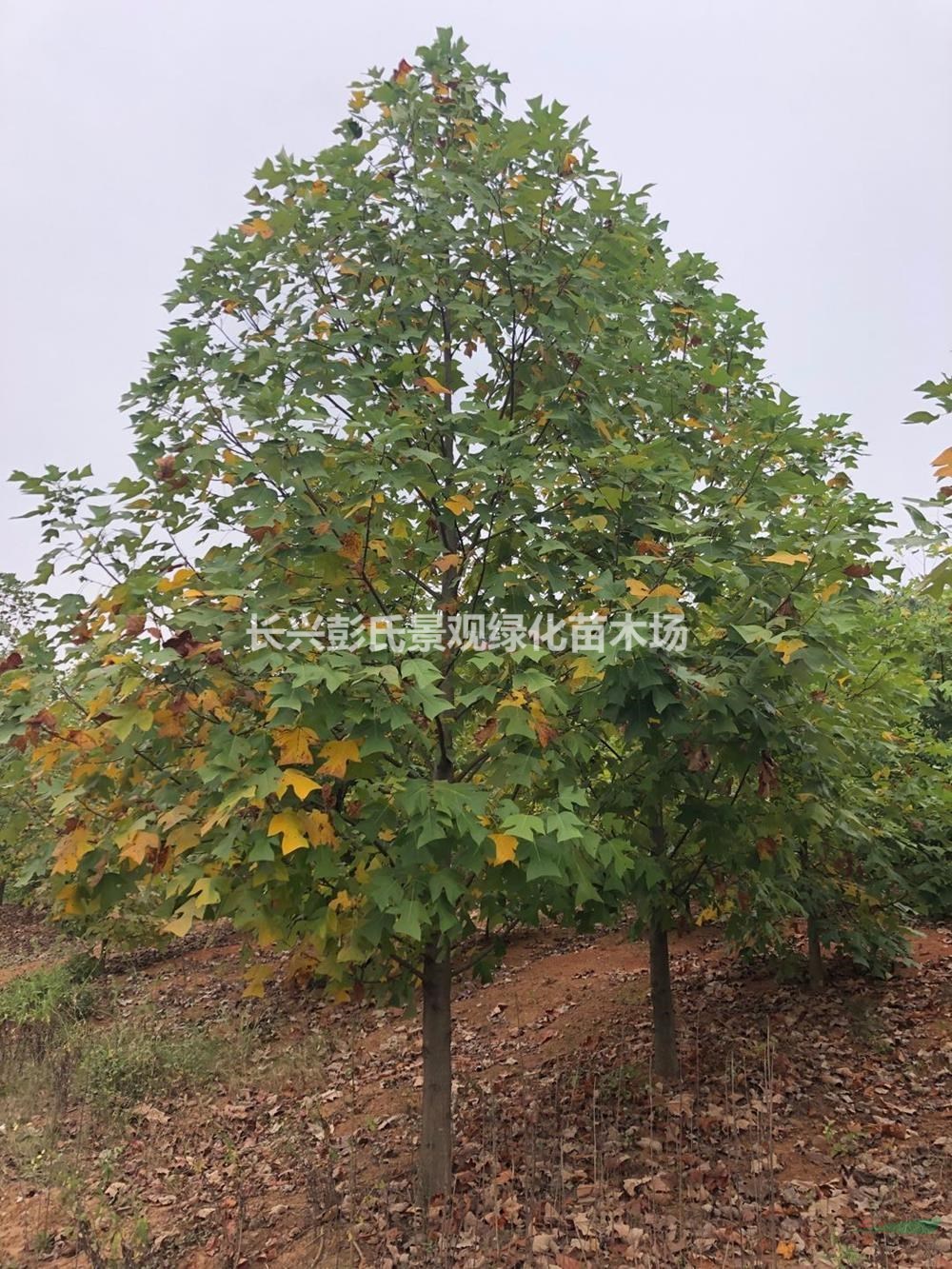 大小規格馬褂木 浙江馬褂木價格 湖州馬褂木供應基地