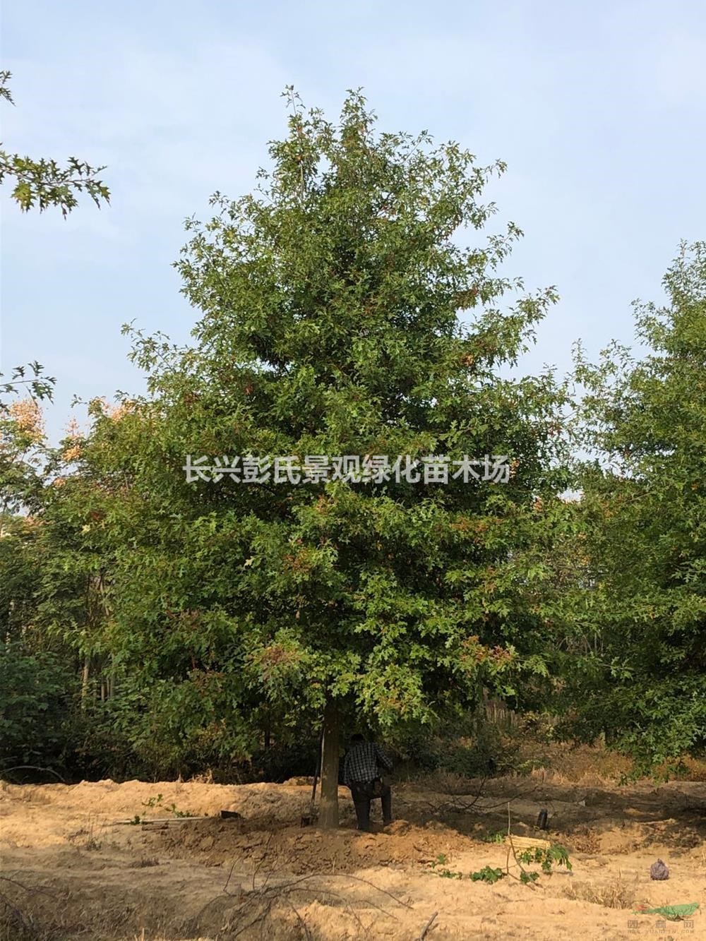 浙江娜塔櫟 湖州娜塔櫟 大小規格娜塔櫟介紹/特征/用途