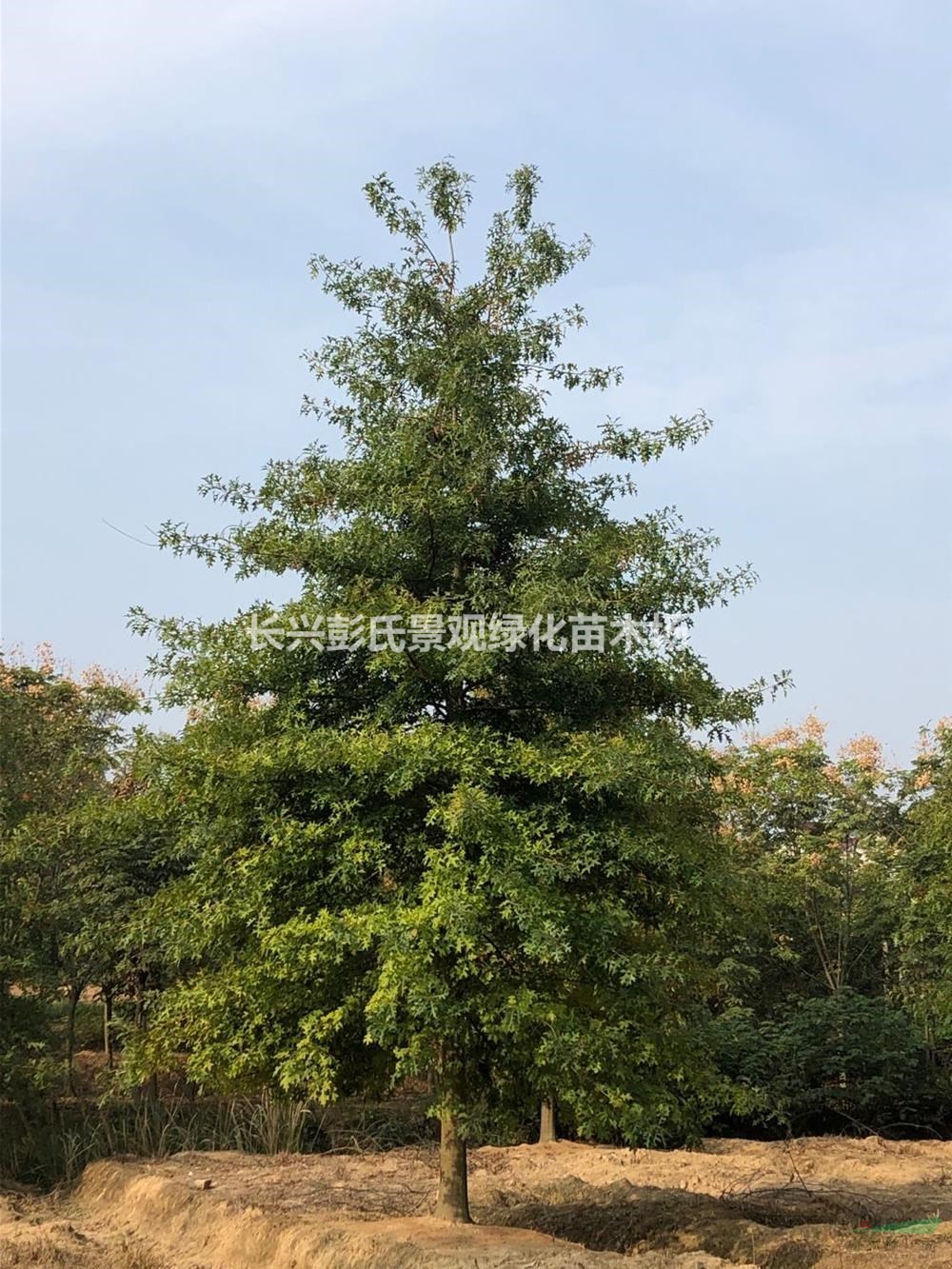 浙江娜塔櫟 湖州娜塔櫟 大小規格娜塔櫟介紹/特征/用途
