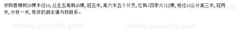 求購香櫞樹(shù)、叢生五角楓、紅楓四季火