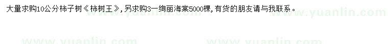 求購柿子樹(shù)、柿樹(shù)王、絢麗海棠