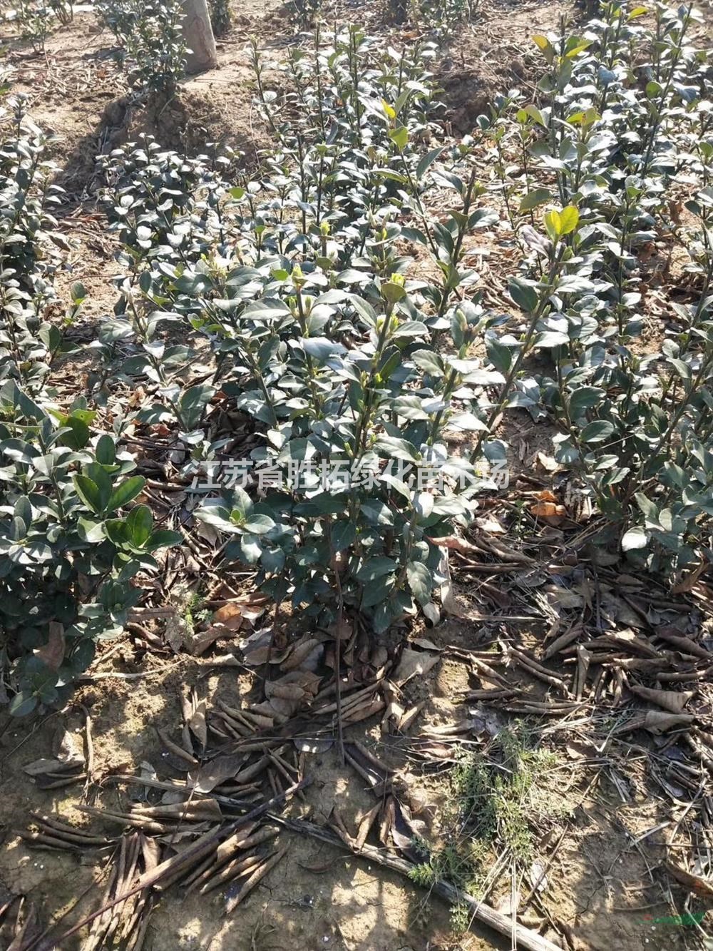 大小规格40-60公分冠幅卫矛球 江苏卫矛球 价格基地
