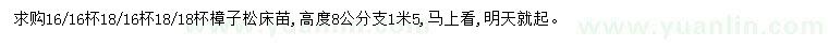 求購高80公分樟子松
