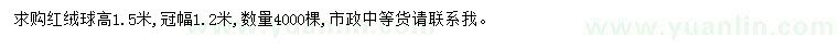 求購高1.5米紅絨球
