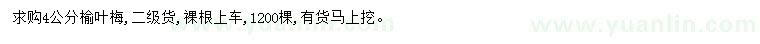 求購4公分榆葉梅