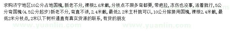 求購10公分國槐