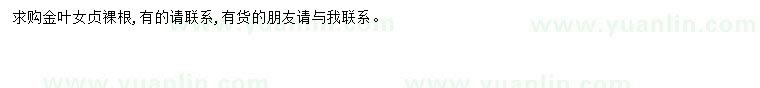 求購金葉女貞
