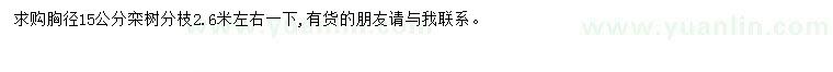 求購胸徑15公分欒樹