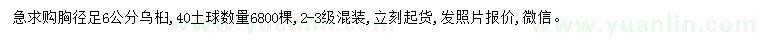 求購胸徑6公分烏桕