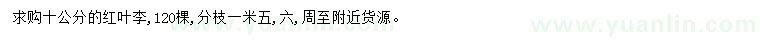 求購10公分紅葉李