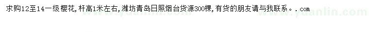求購12-14公分櫻花